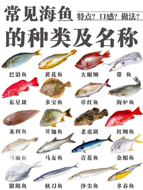 魚的品種|魚類之最 